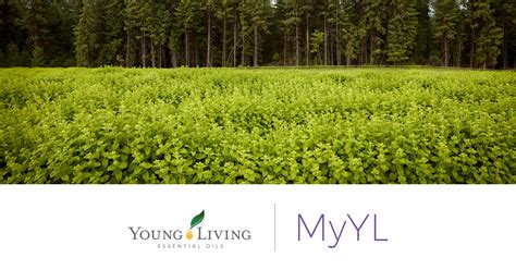 Young Living MyYL.com